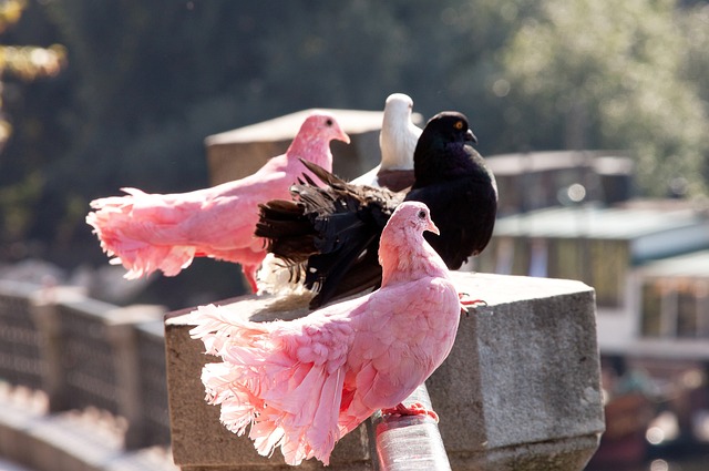 示出了稳健 示出了稳健